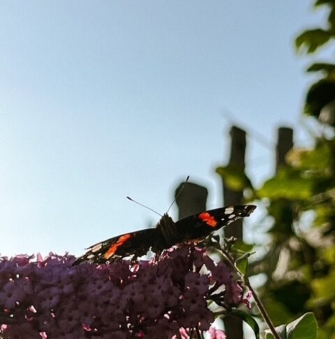 Schmetterling