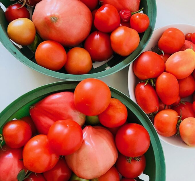 Tomaten aus dem Garten
